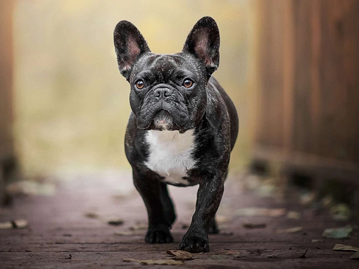 نژاد فرنچ بولداگ French Bulldog