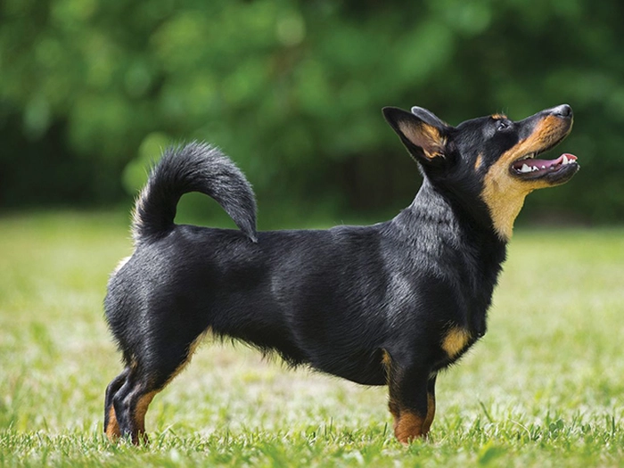 نژاد لنکشر هیلر Lancashire Heeler