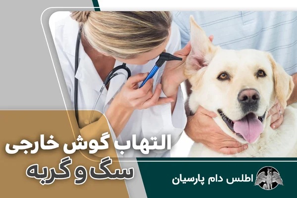 بيماری التهاب گوش خارجی سگ و گربه