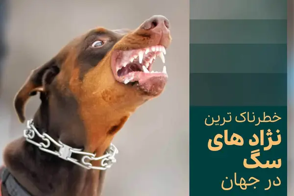 خطرناک ترین نژاد های سگ در جهان