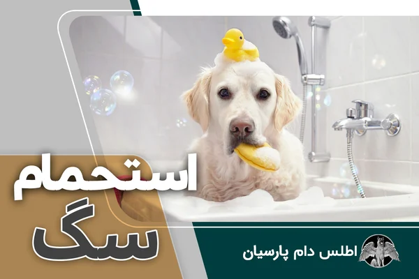 آموزش نحوه صحیح حمام کردن سگ ها