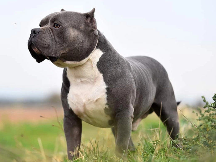نژاد آمریکن بولی American Bully