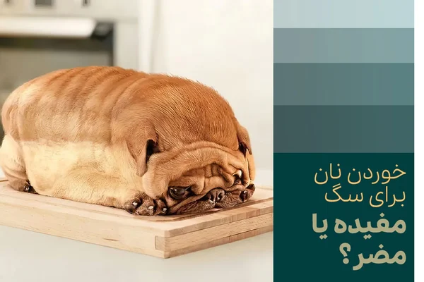 خوردن نان برای سگ مفیده یا مضر؟