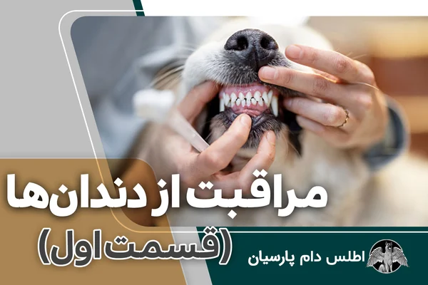 مراقبت و نگهداری از دندانهای سگ (قسمت اول)