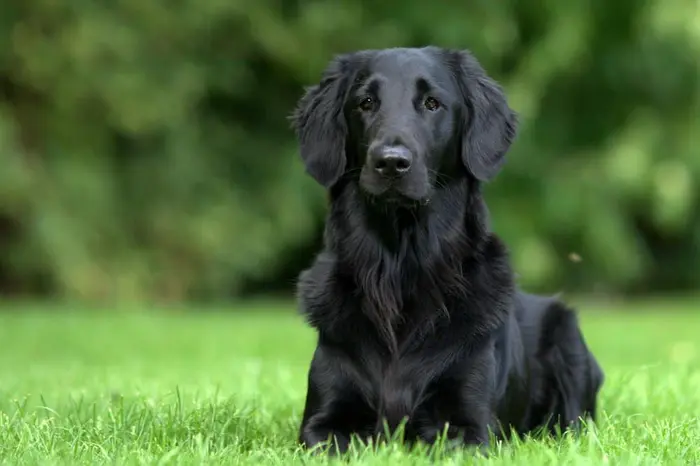 نژاد فلت کوتت رتریور Flat coated retriever