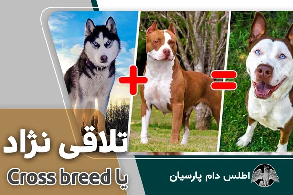 تلاقی نژاد یا Cross breed در سگ ها