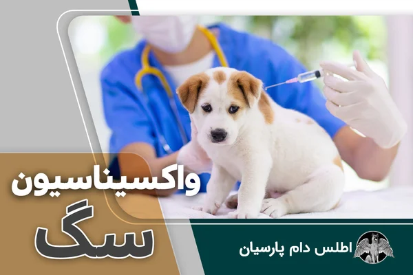 واکسیناسیون سگ ها چگونه است؟