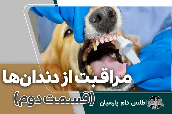 مراقبت و نگهداری از دندانهای سگ (قسمت دوم)
