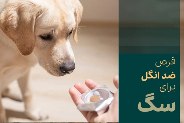 قرص ضد انگل برای سگ‌ها + معرفی بهترین درمان انگل سگ